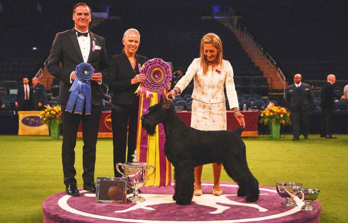 Monty the Giant Schnauzer wins Best in Show, makes history at 2025 Westminster Kennel Club - Iqraa news