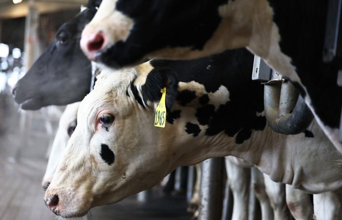 As
      bird
      flu
      spreads
      in
      cattle,
      some
      states
      still
      aren't
      part
      of
      US
      milk
      testing  - Iqraa news