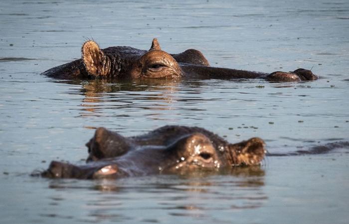 New
      Jersey
      man
      sues
      safari
      tour
      operator
      after
      rampaging
      hippo
      killed
      his
      wife
      in
      Africa - Iqraa news