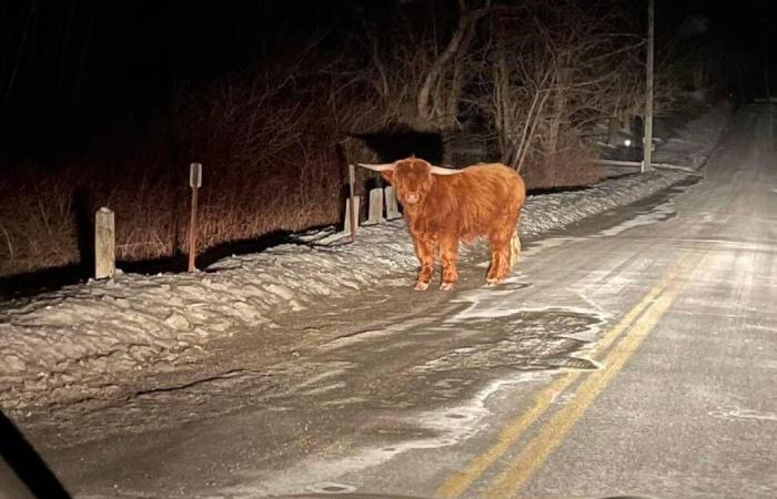 Scottish
      Highland
      bull
      on
      the
      loose
      in
      Connecticut - Iqraa news