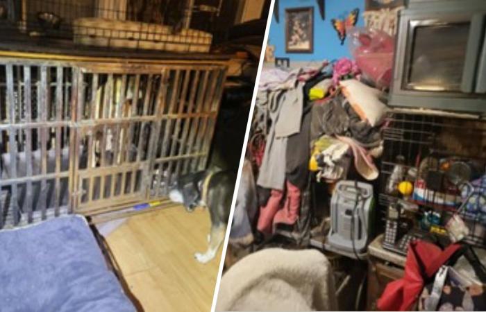 Nearly
      50
      dogs,
      cats
      and
      a
      bird
      found
      living
      in
      squalid
      conditions
      at
      Long
      Island
      home - Iqraa news