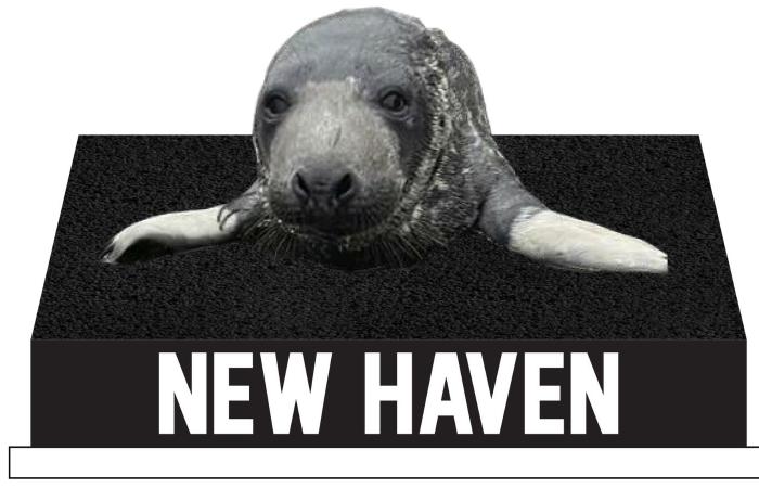 Beloved
      New
      Haven,
      Conn.
      seal
      pup
      now
      has
      a
      bobblehead - Iqraa news