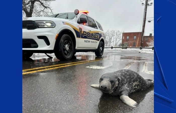 Beloved
      New
      Haven
      seal
      pup
      Chappy
      now
      has
      pneumonia - Iqraa news