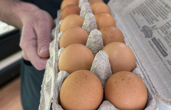 Egg
      prices
      could
      jump
      41%
      this
      year,
      USDA
      says,
      as
      Trump's
      bird
      flu
      plan
      is
      unveiled - Iqraa news