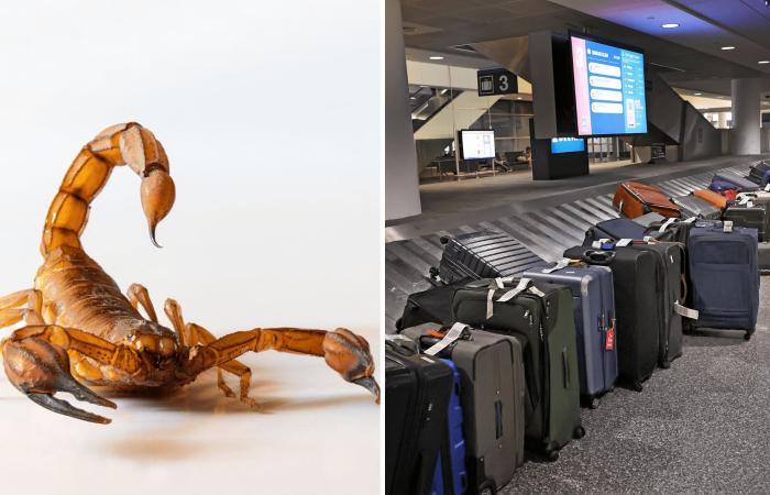 Woman
      stung
      by
      a
      scorpion
      while
      retrieving
      luggage
      at
      Boston
      airport - Iqraa news