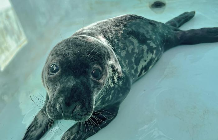 Beloved
      seal
      pup
      found
      in
      downtown
      New
      Haven,
      Conn.
      dies - Iqraa news