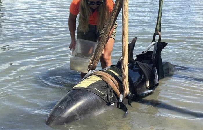 One
      moment,
      calm
      waters.
      The
      next,
      a
      900-pound
      dolphin
      landed
      on
      their
      boat - Iqraa news