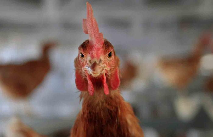 Are
      socially
      distanced
      chickens
      laying
      more
      affordable
      eggs? - Iqraa news