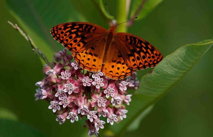 First
      national
      analysis
      finds
      America's
      butterflies
      are
      disappearing
      at
      ‘catastrophic'
      rate - Iqraa news