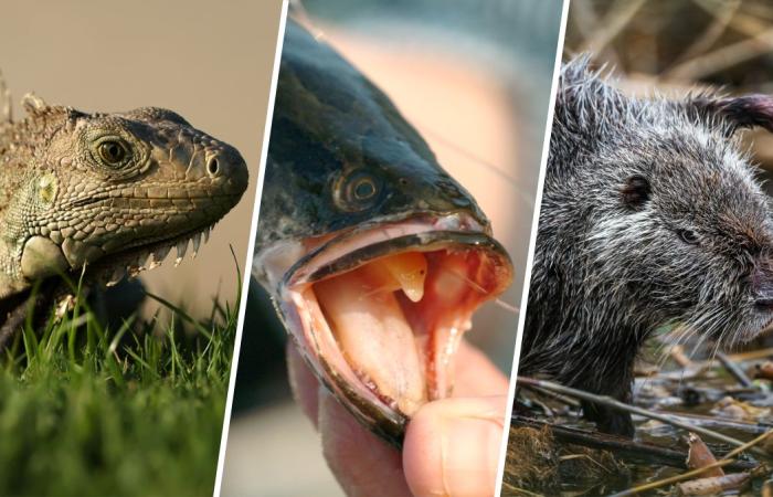 Nutria?
      These
      are
      invasive
      species
      you
      can
      catch
      and
      eat - Iqraa news