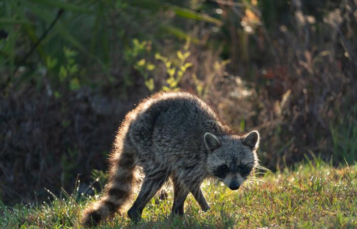 ‘We're
      very
      concerned':
      Suffolk
      County
      reports
      2nd
      rabid
      raccoon
      case
      since
      2009 - Iqraa news