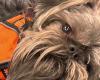 Owners
      plead
      for
      dog's
      safe
      return
      after
      he
      disappears
      during
      Brooklyn
      park
      attack - Iqraa news