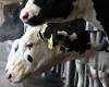 As
      bird
      flu
      spreads
      in
      cattle,
      some
      states
      still
      aren't
      part
      of
      US
      milk
      testing  - Iqraa news