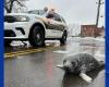 Beloved
      New
      Haven
      seal
      pup
      Chappy
      now
      has
      pneumonia - Iqraa news