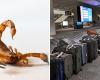 Woman
      stung
      by
      a
      scorpion
      while
      retrieving
      luggage
      at
      Boston
      airport - Iqraa news