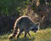 ‘We're
      very
      concerned':
      Suffolk
      County
      reports
      2nd
      rabid
      raccoon
      case
      since
      2009 - Iqraa news